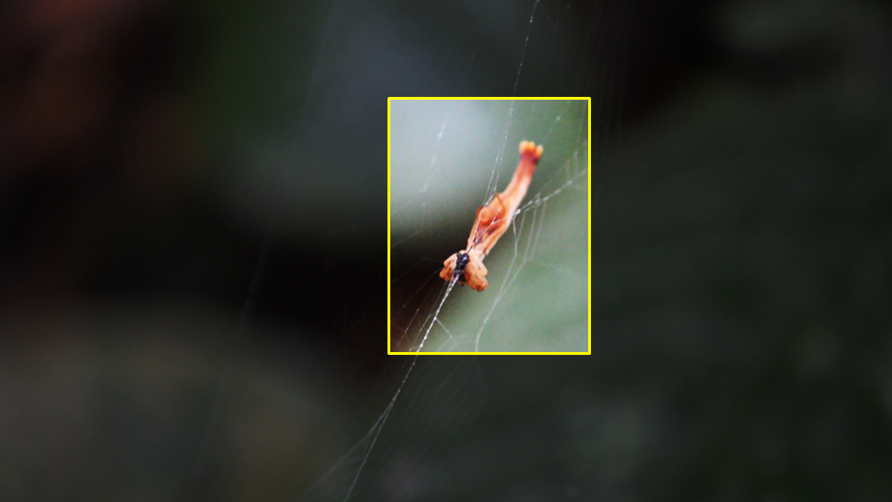 Descubren extraña especie de araña con una cola como la de una sirena