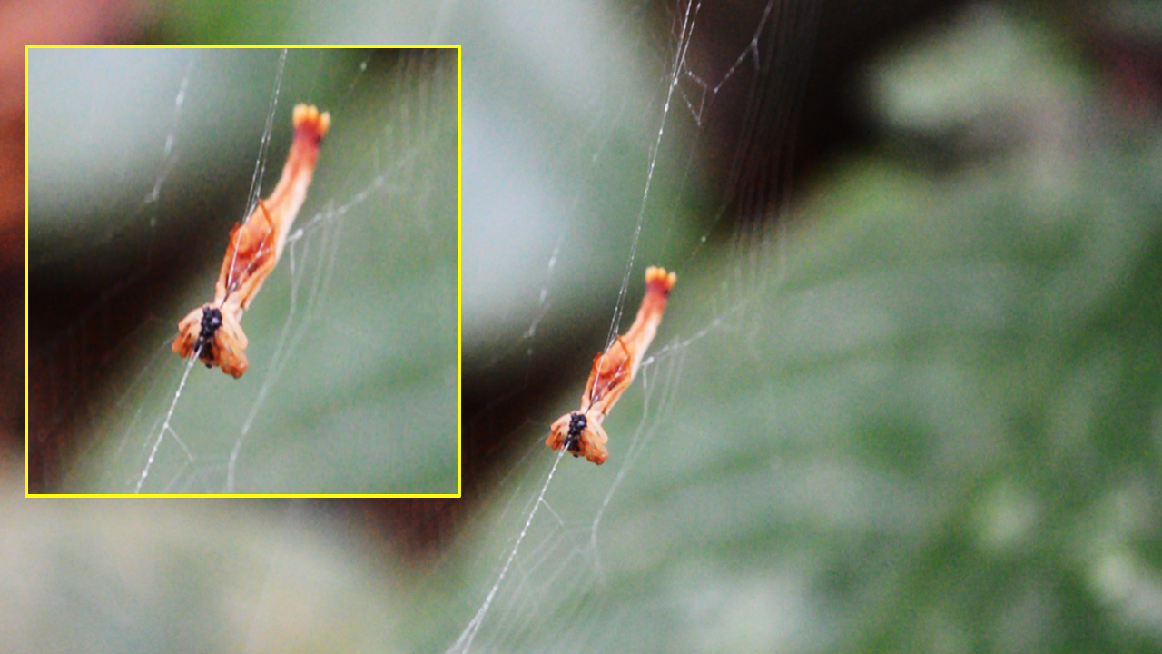 Arañascon-cola-de-sirena-Wilber-AO-CNS-4-1 Descubren extraña especie de araña con una cola como la de una sirena