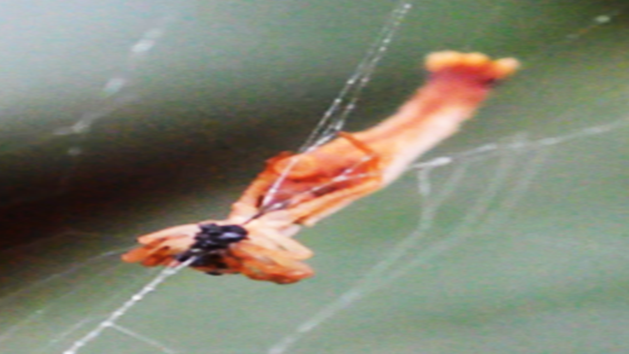 Arañascon-cola-de-sirena-Wilber-AO-CNS-5-1 Descubren extraña especie de araña con una cola como la de una sirena