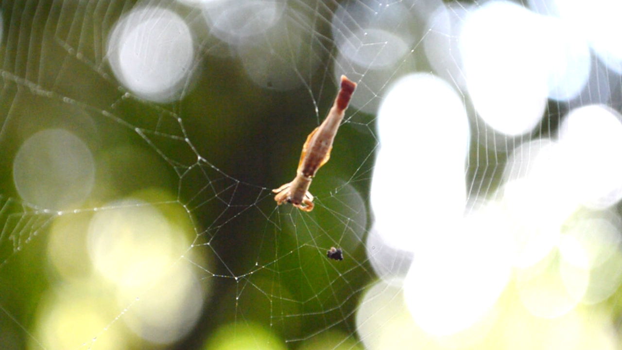 Arañascon-cola-de-sirena-Wilber-AO-CNS-6-1 Descubren extraña especie de araña con una cola como la de una sirena