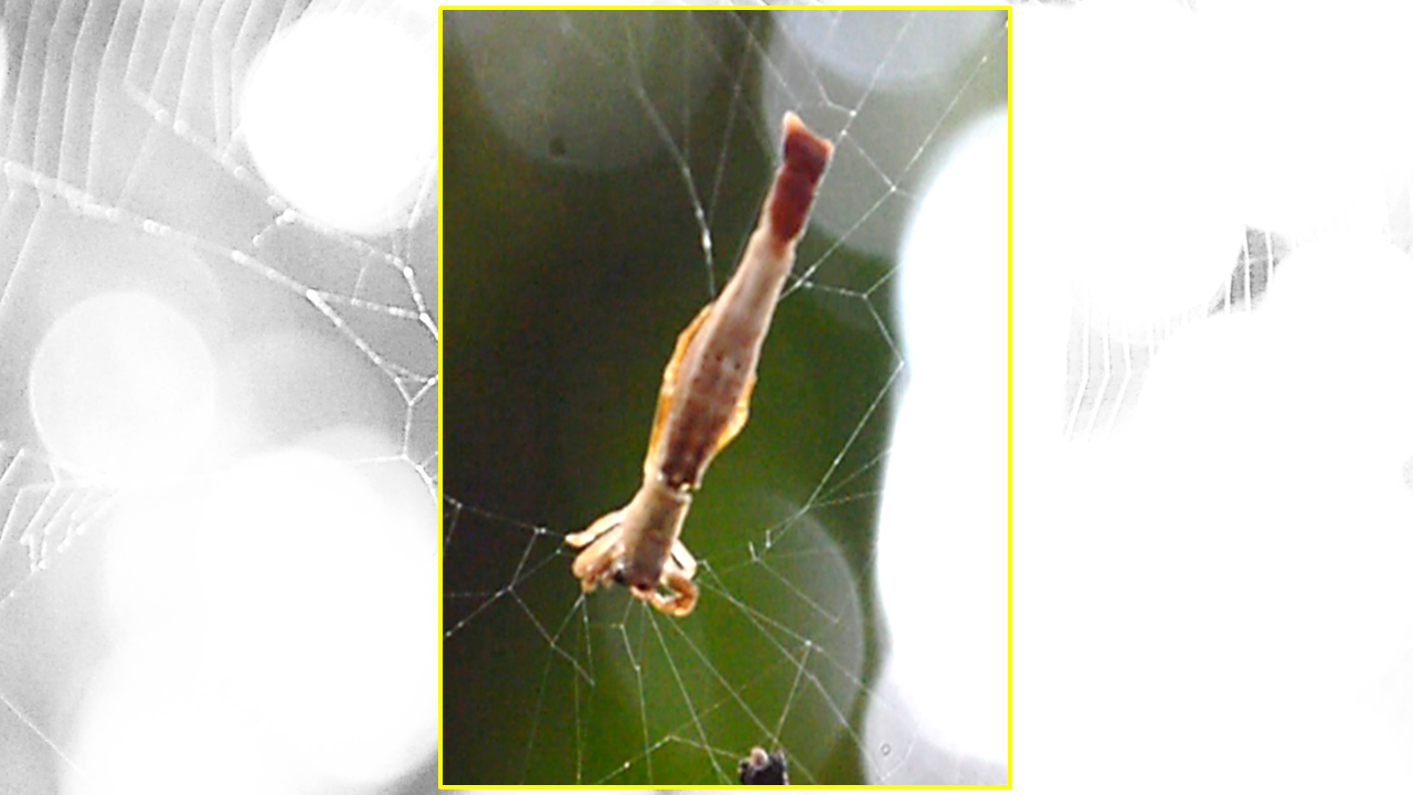 Arañascon-cola-de-sirena-Wilber-AO-CNS-7-1 Descubren extraña especie de araña con una cola como la de una sirena