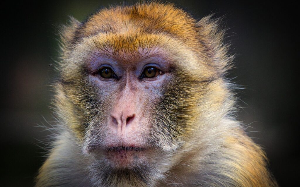 barbary-ape-3813278_1280
