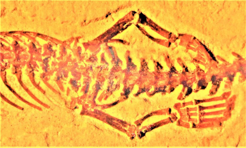 Tetrapodophis_hindlimbs