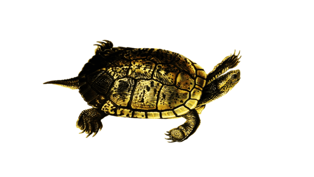 Tortuga prehistorica