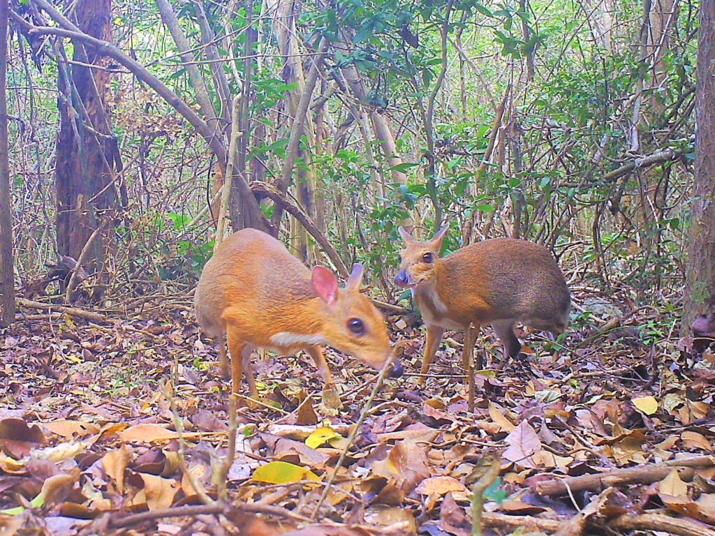 ncs015__ct015__2018-06-06__15-41-54(1)__Silver backed chevrotain