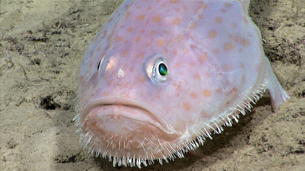 Océano Profundo 2018: Exploring Deep-Sea Habitats off Puerto Ri