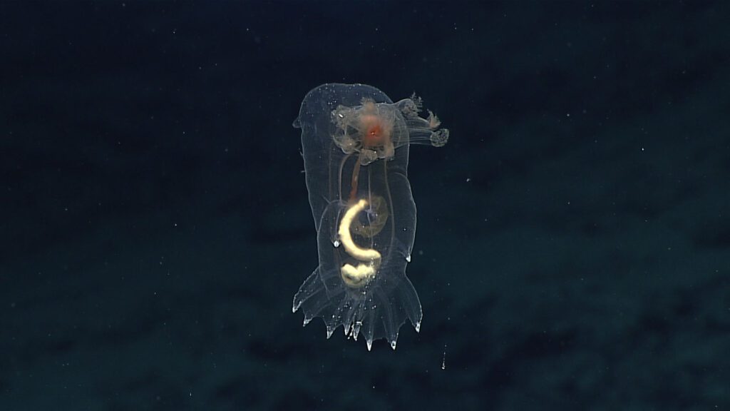 2016 Hohonu Moana: Exploring Deepwaters off Hawaii