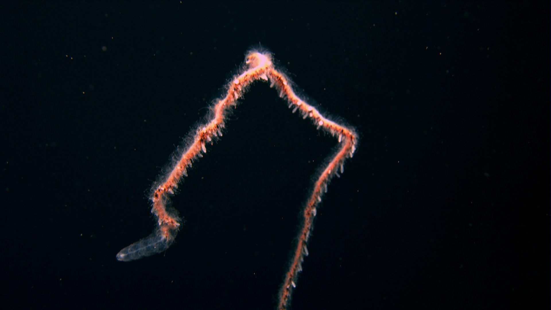 siphonophore-hires Imágenes de 8 extrañas criaturas fotografiadas en el fondo de los oceanos