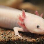 Descubren en México nuevos objetos arquitectónicos en la Zona Arqueológica de Chichén Itzá