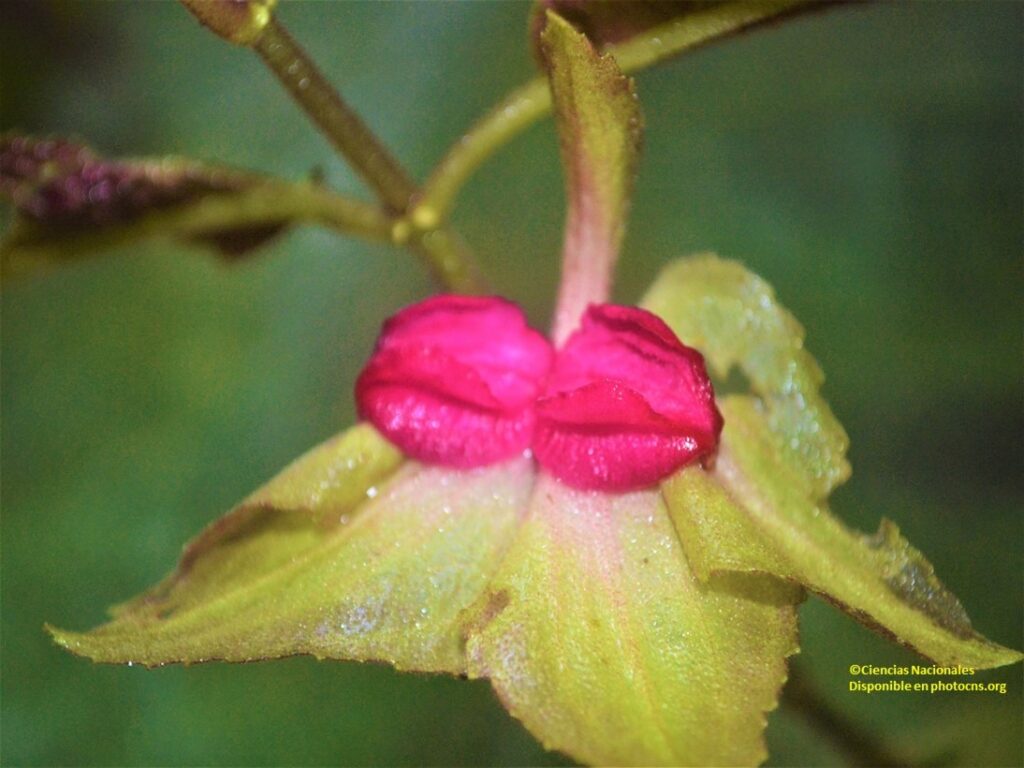 flor organo humano 002