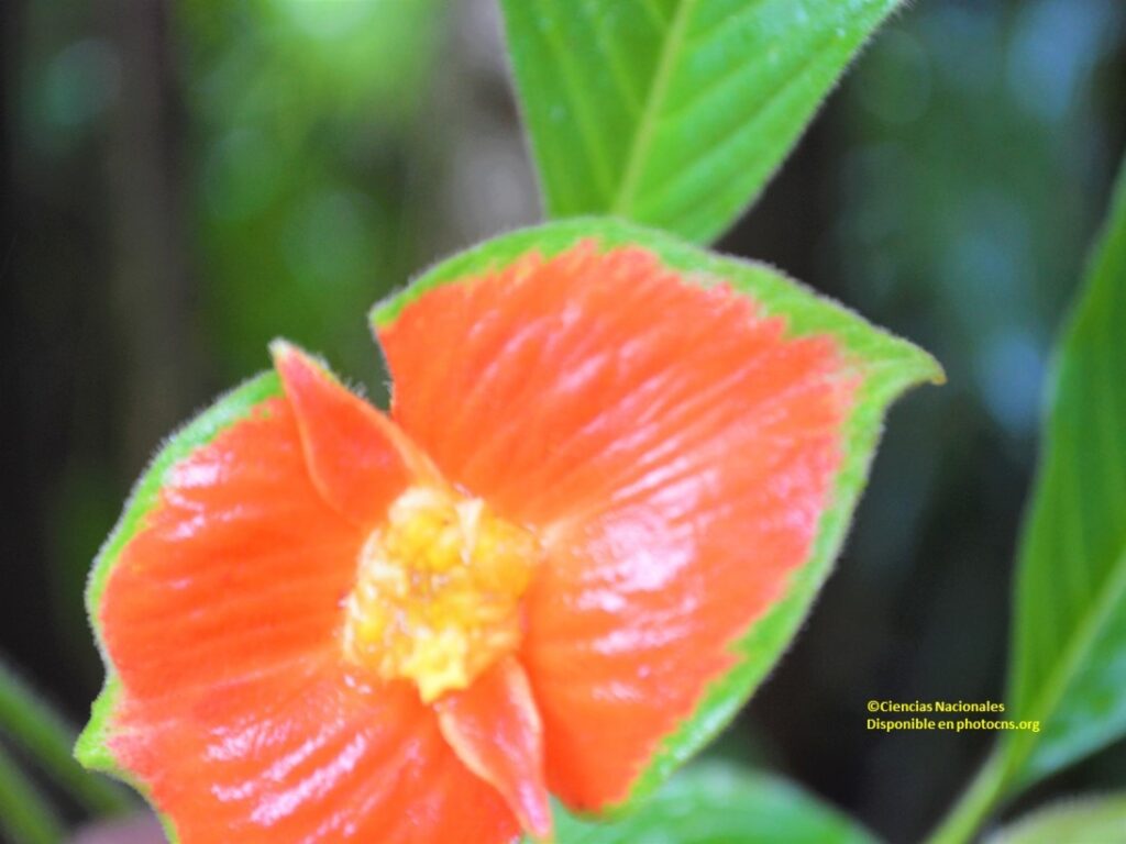 flor organo humano 008