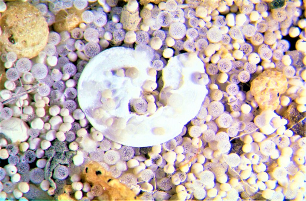 Mikrofossils_hg