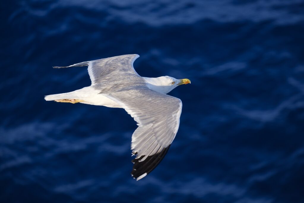 seagull-3491310_1920