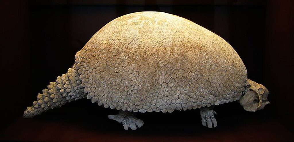 1280px-Glyptodon-1