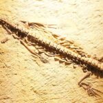 Científicos implantan sensores microelectrónicos en medusas y controlan sus movimientos