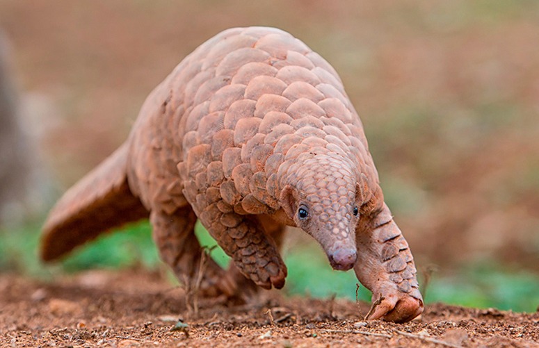 El Pangolín, un animal considerado como el principal sospechoso del brote de Coronavirus