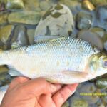 Mapa actualizado al 03 de Marzo con los países con reporte de casos de Coronavirus COVID-19