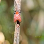 Descubren nueva especie de anfibio venenoso de color metálico en el estado de amazonas Brasil