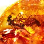 La Ivermectina, el medicamento antiparasitario que puede desactivar el coronavirus en 48 horas