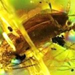 Descubren 27 especies que vivieron hace 23 millones de años en Ecuador