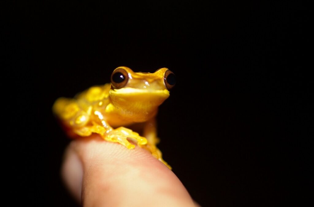 rana Dendropsophus