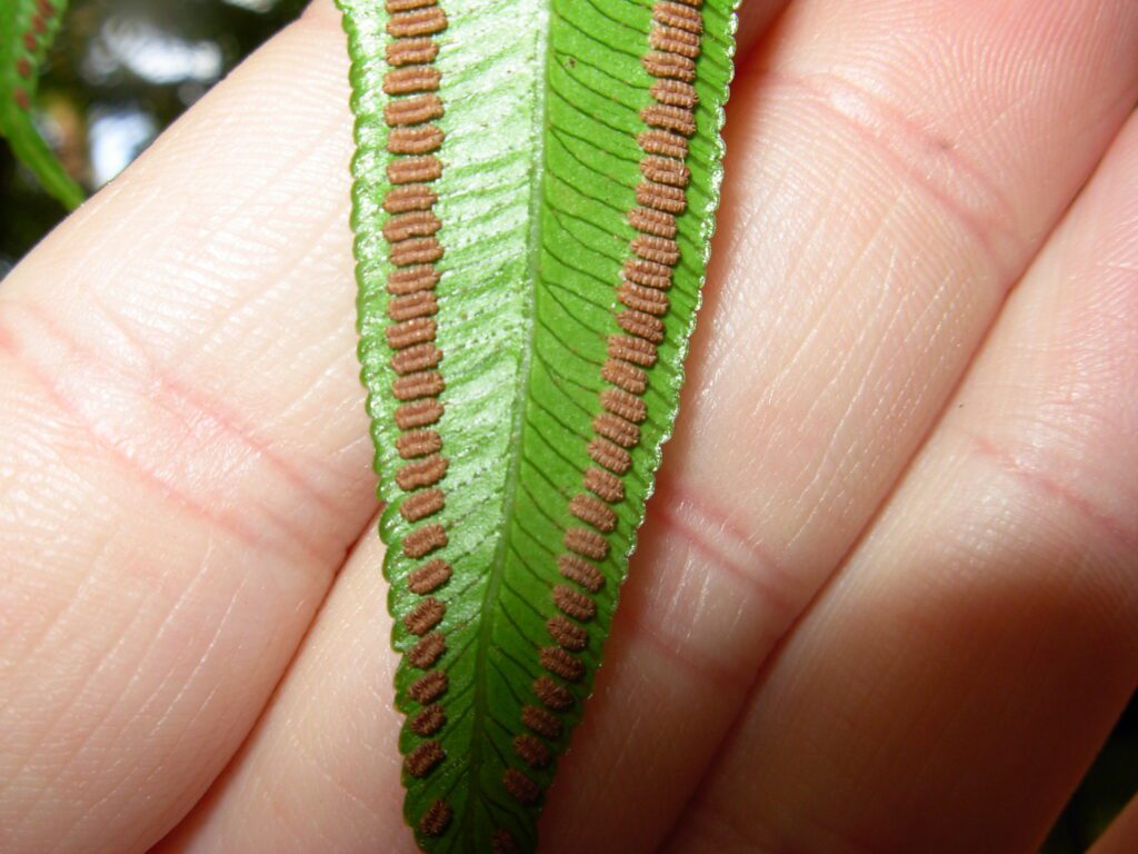 Flickr_-_brewbooks_-_Angiopteris_evecta_-_Mule's_foot_fern