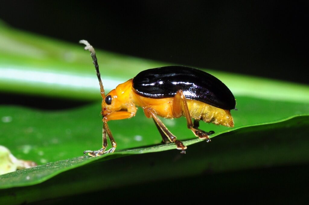 Galerucinae_Leaf_beetle_(8394852273)