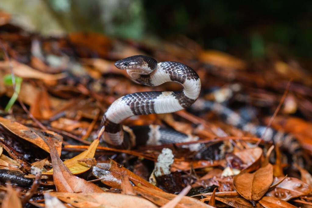 Lycodon fasciatus, Banded wolf snake