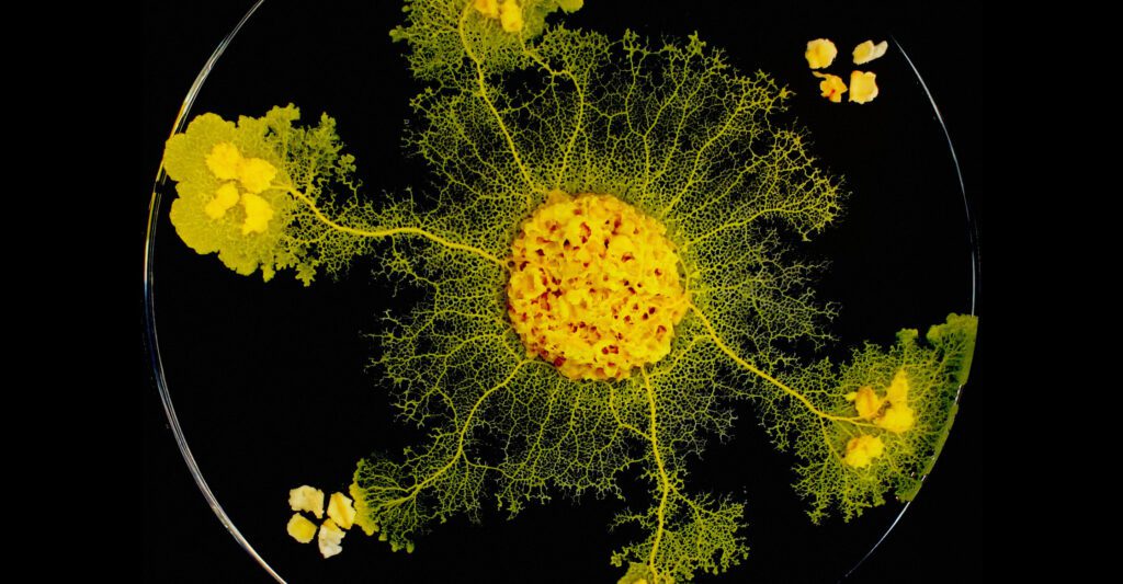 Physarum_CNRS_2880x1500