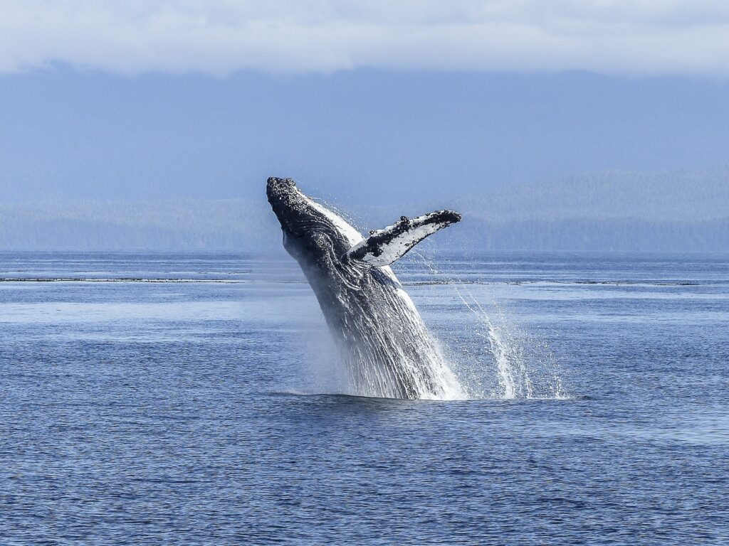 humpback-whale-436120_1920