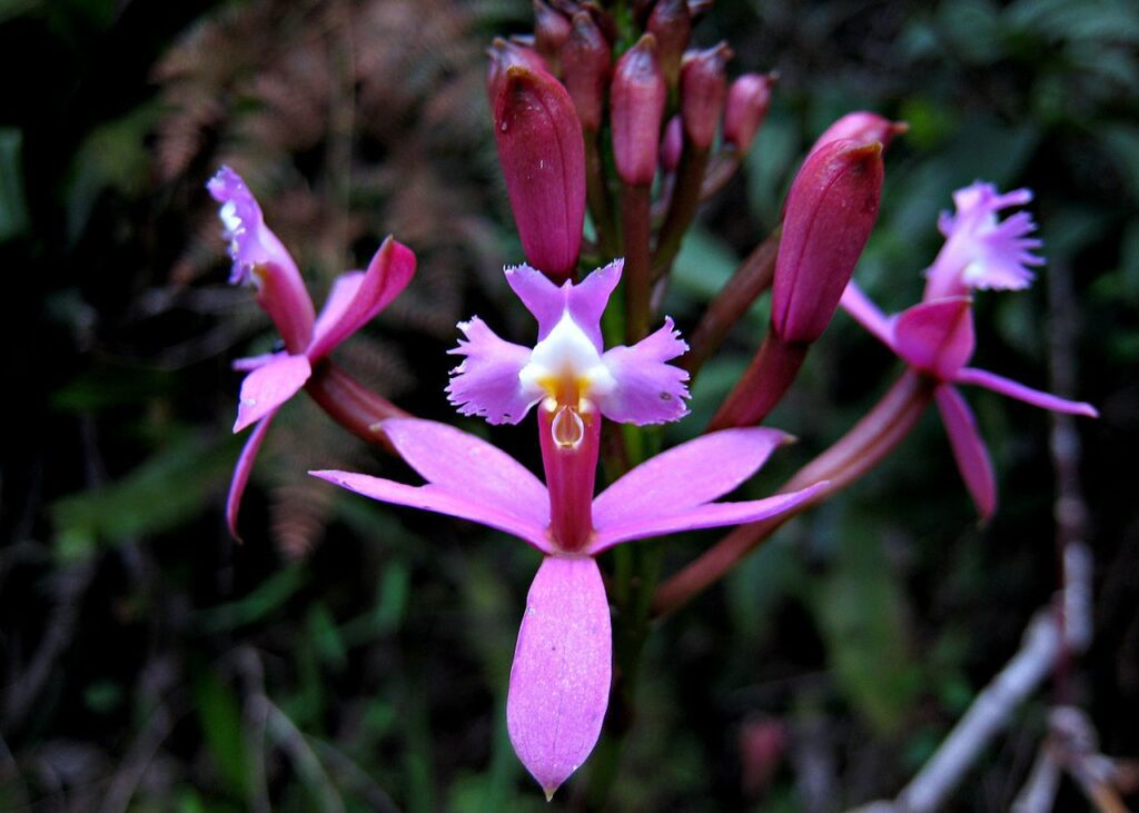 1280px-Epidendrum_secundum_-_Peru