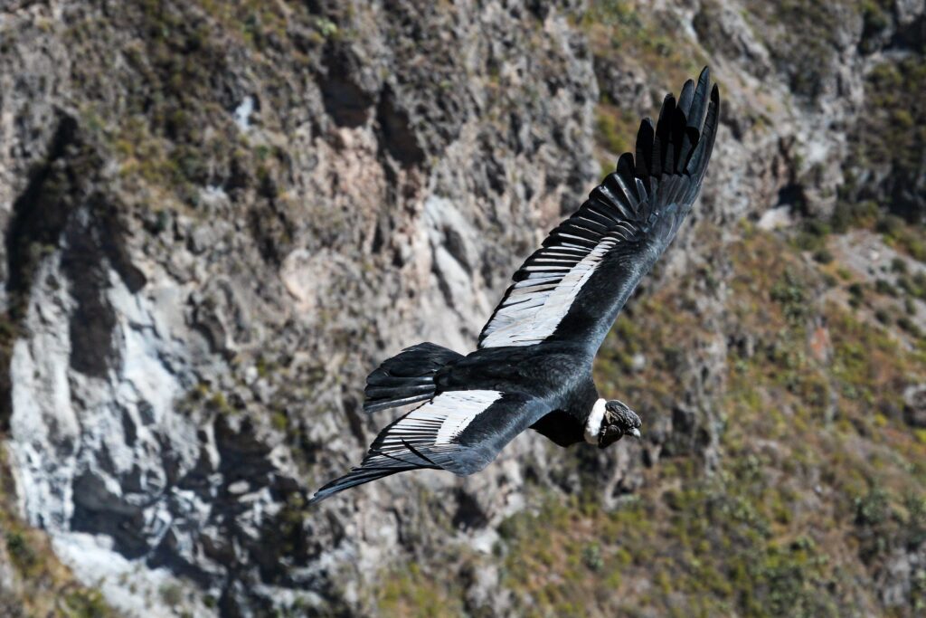 condor-g36844cf5f_1920