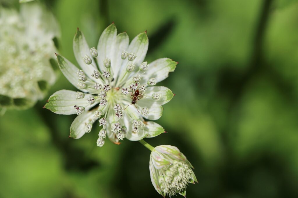 large-star-umbel-gd19a75caf_1920