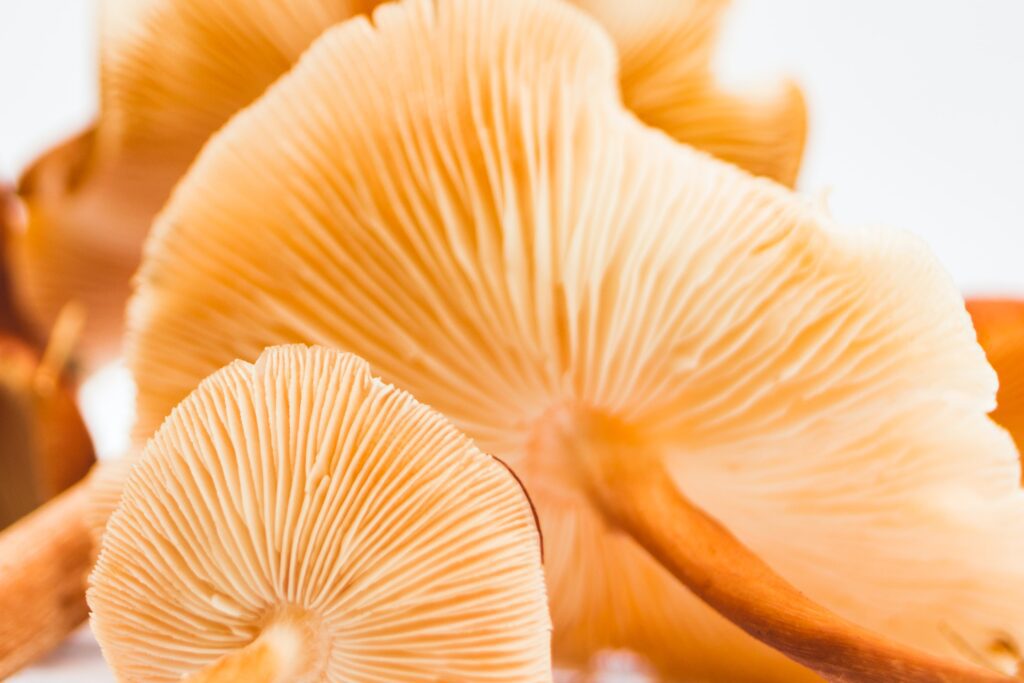 timothy-dykes-pyoBuVV8l-0-unsplash