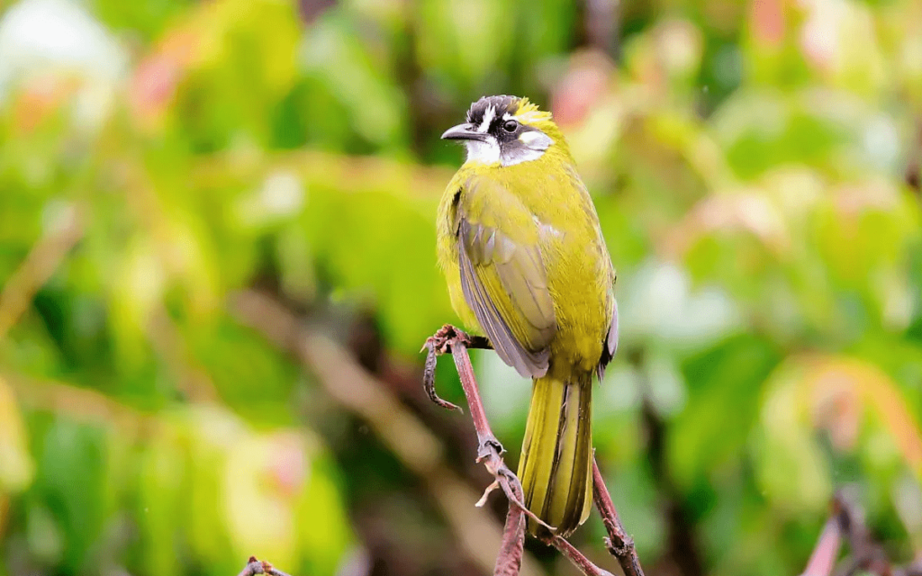 Bulbul