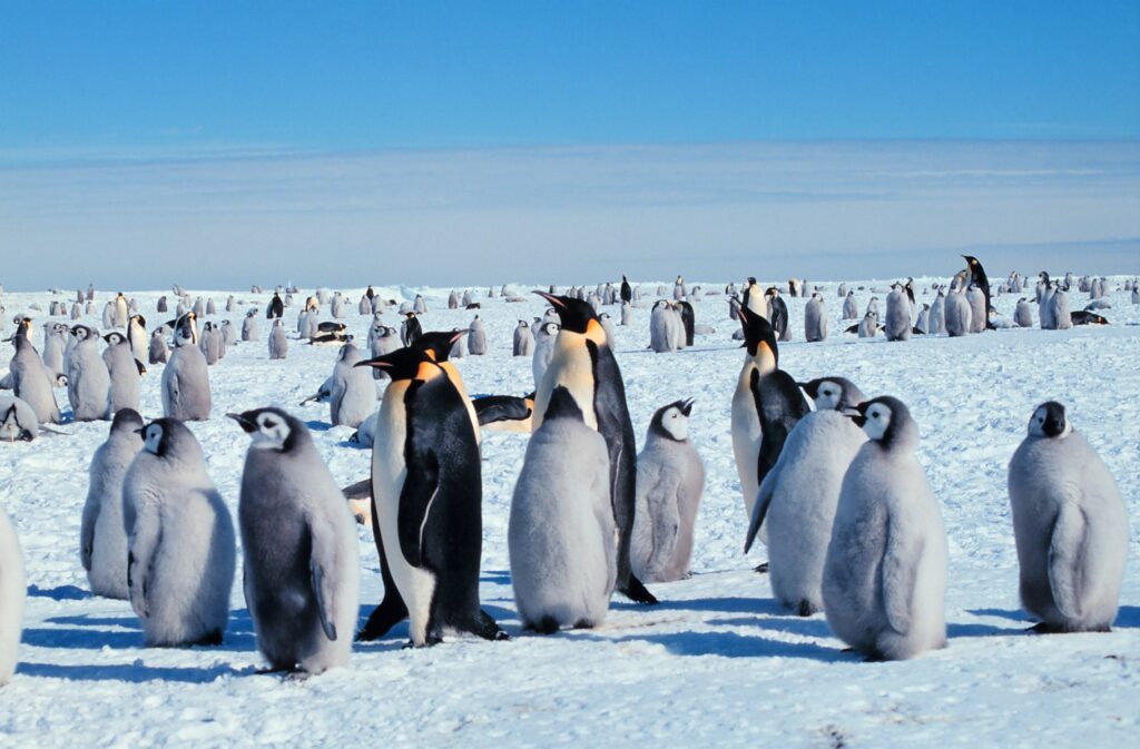Kaiserpinguine_mit_Jungen