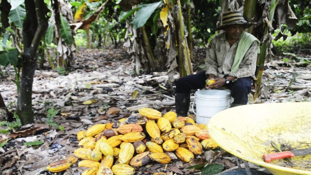 La Maldición del oro verde