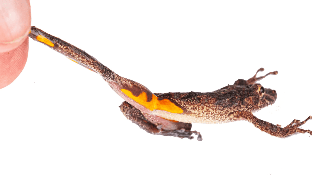 Scinax pyroinguinis 2