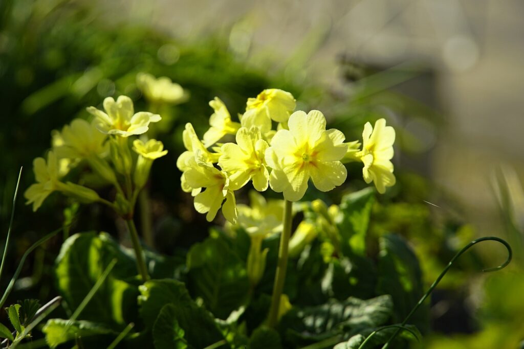 cowslip-6145180_1280