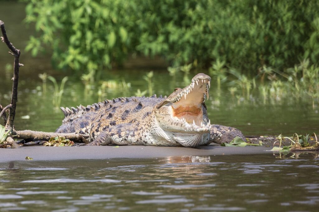 crocodile-gbfcbb70ca_1280