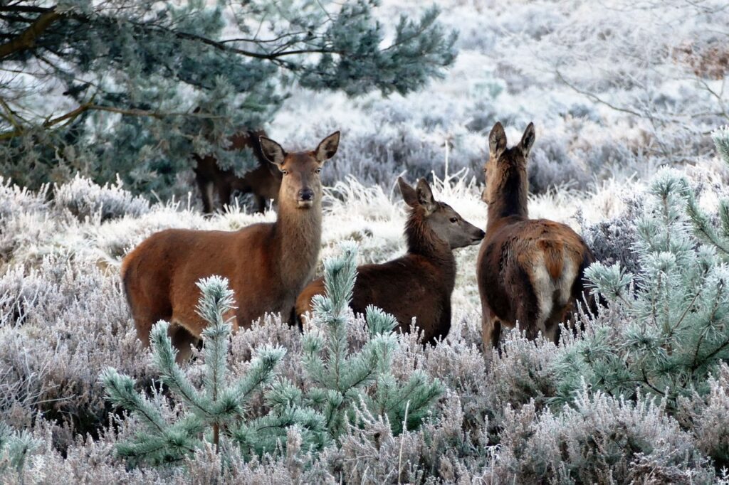 deer-g921597c8c_1280