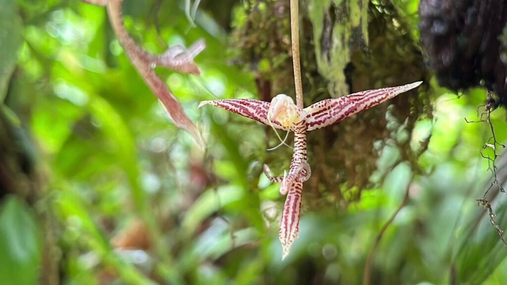 orquidea cvc cauca