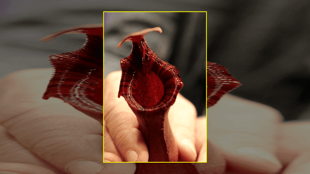 Nepenthes atrapa mosca