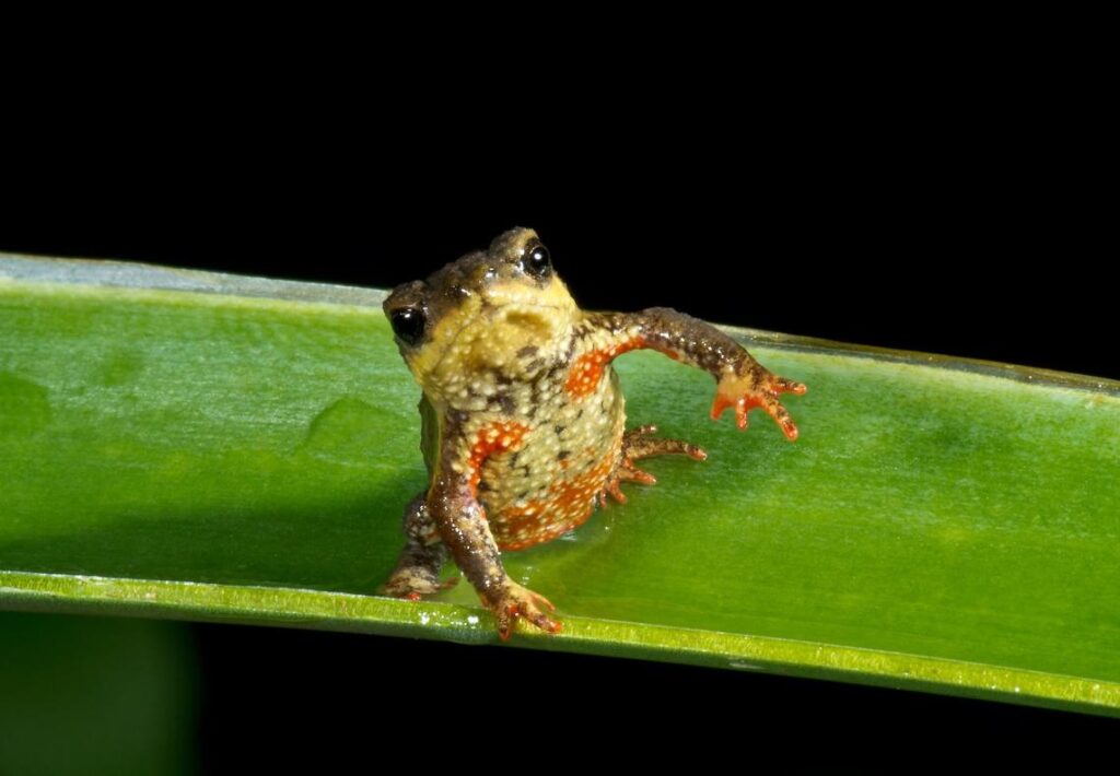 Melanophryniscus_biancae