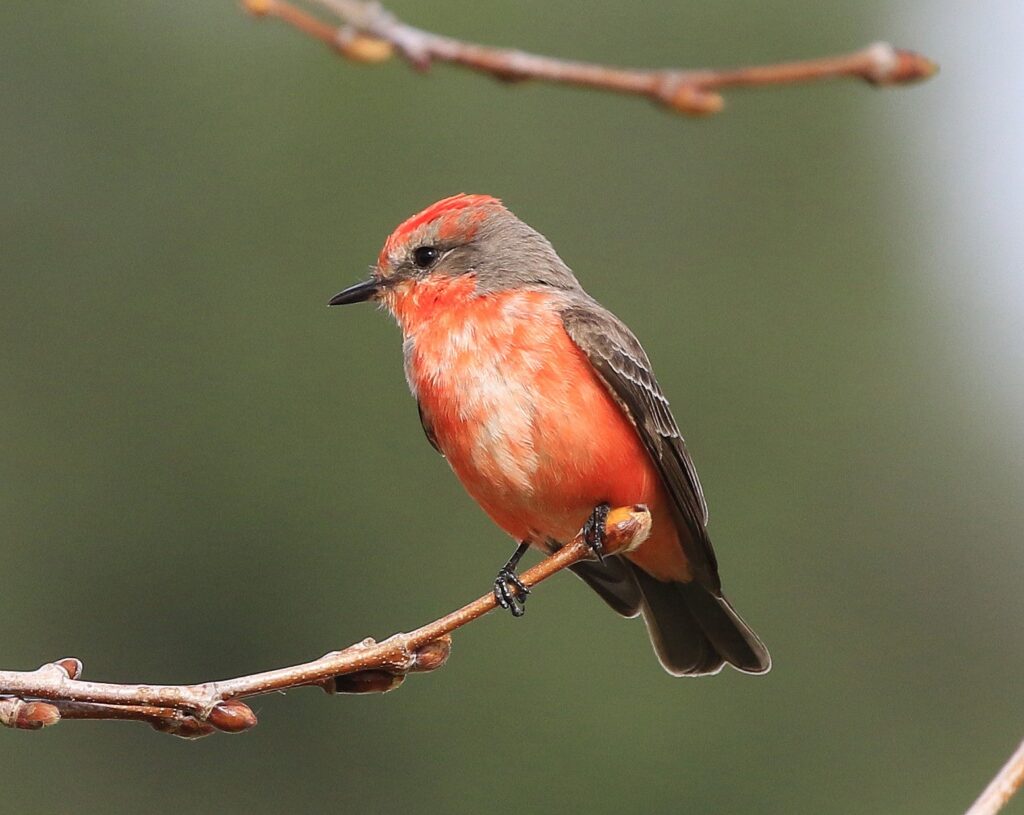 Papamoscas cardenal