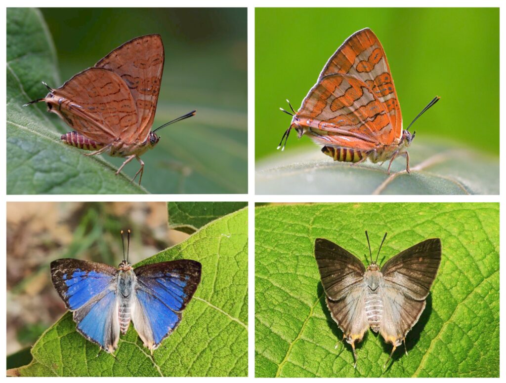 Cigaritis meghamalaiensis