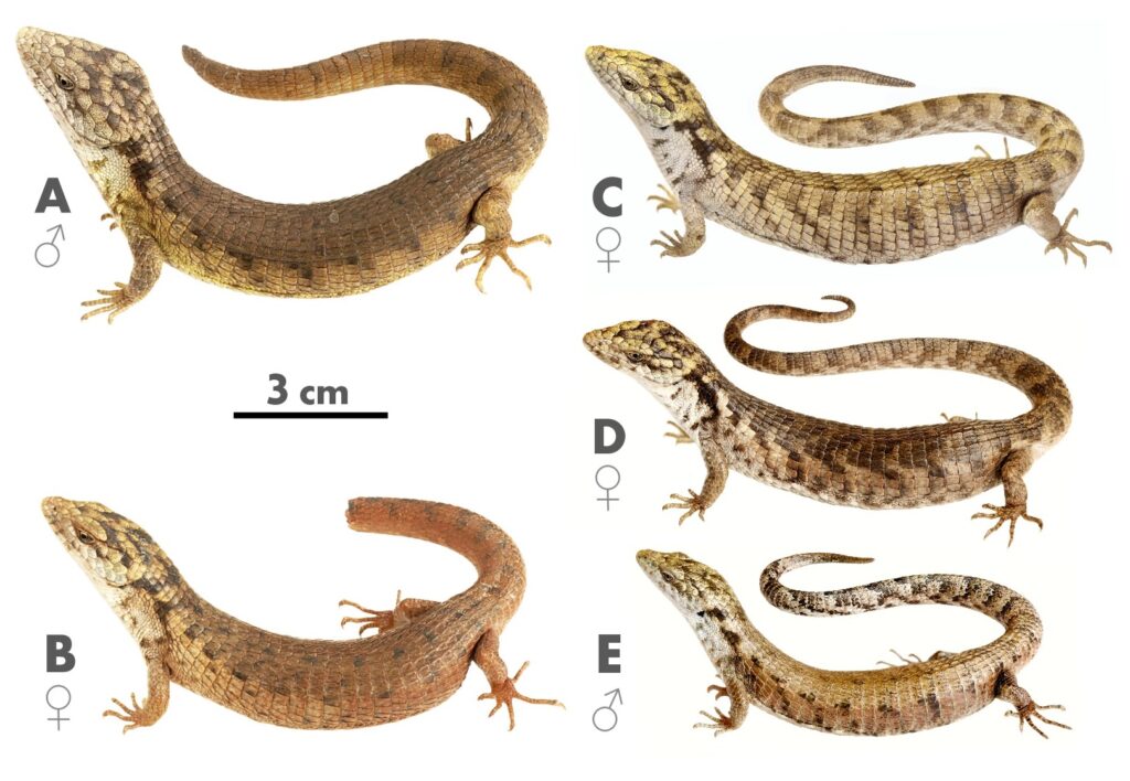 Abronia_cunemica Clause_Luna-Reyes_Mendoza-Velazquez_