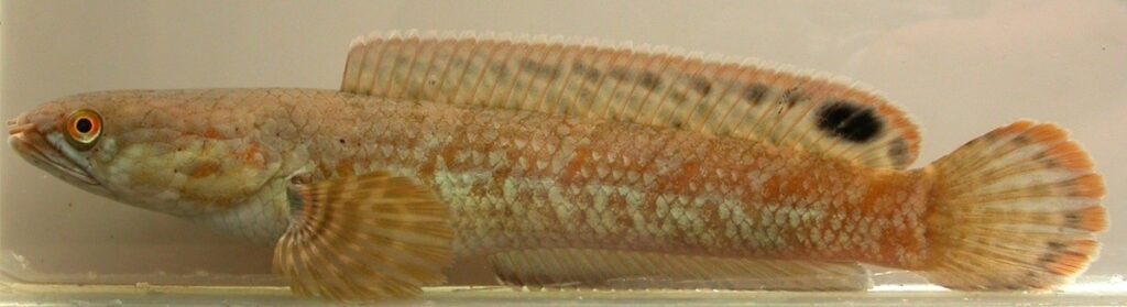 Channa_rakhinica_novataxa_2024-Britz_Tan_Ruber