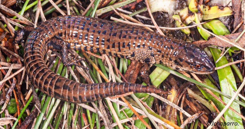 Petracola_amazonensis @LuisMamaniCcasa