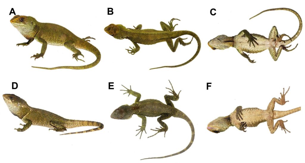 Enyalioides dickinsoni